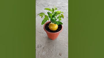 Grow orange tree by unique way 🍊 #shorts #youtubeshorts #viralshorts#orangetree #groworange
