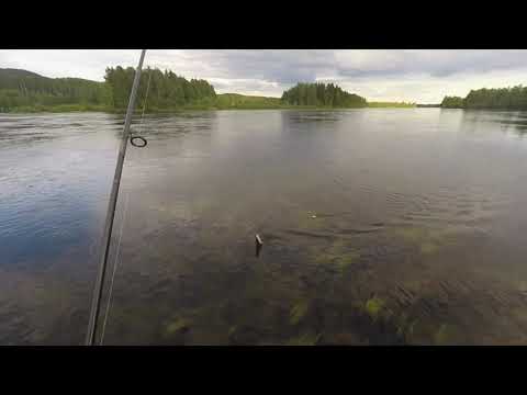 Video: Boghvede Grød Med Svampe I En Langsom Komfur