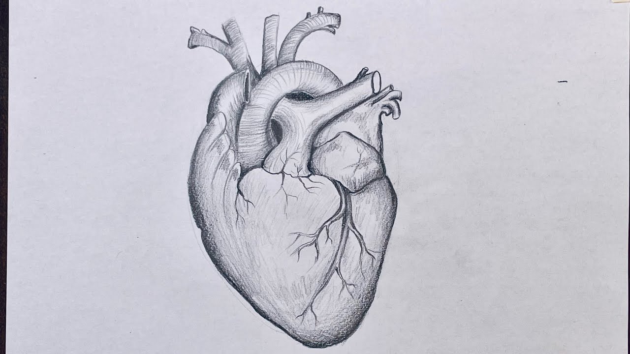 How to draw Heart | Biology drawing for science students - YouTube