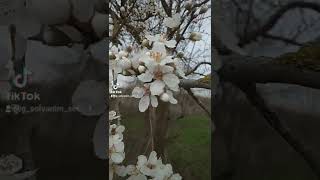 Bahar Fesli.yaz Fesli.acdi Cicekler