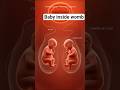 How Twins Grow Inside the Womb – Fascinating Twin Pregnancy Anatomy Explained!