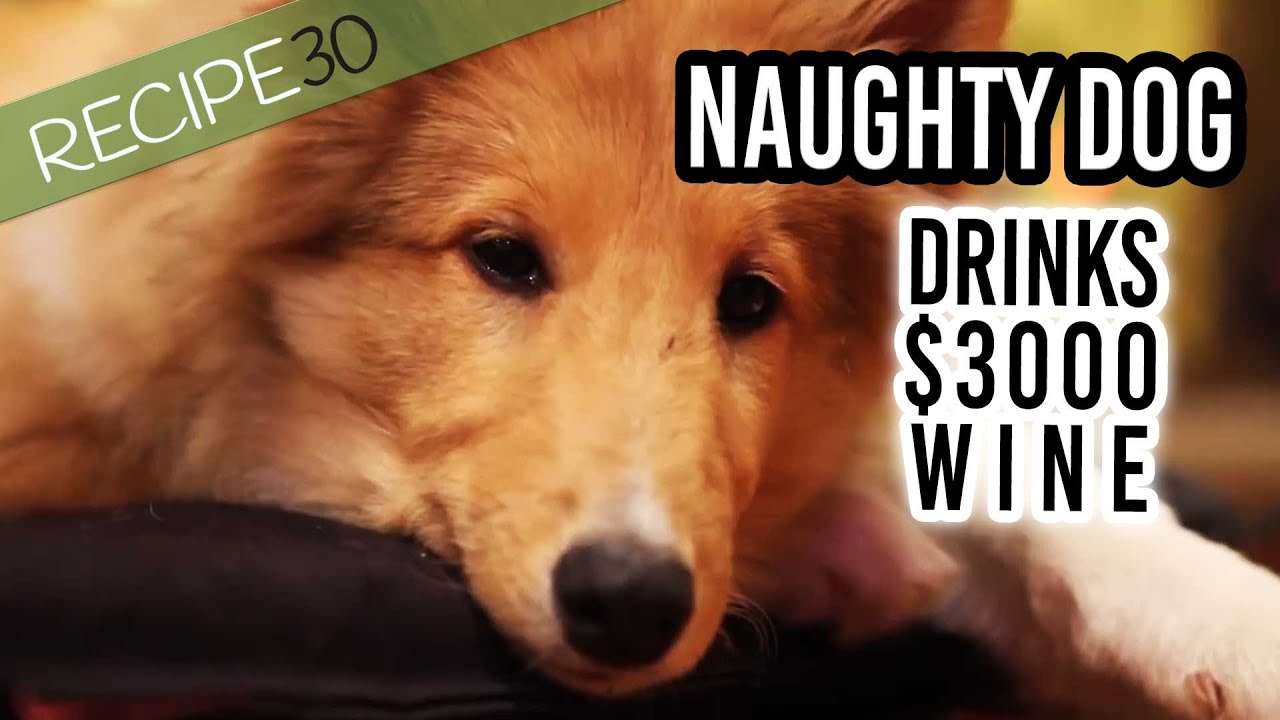 Naughty Dog Drinks Expensive Wine watch What Happens | Recipe30