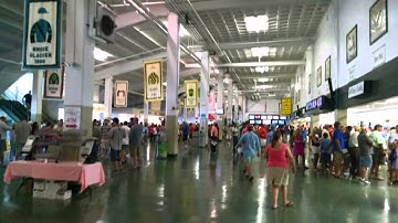 2015 Haskell starring American Pharaoh