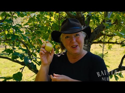 Video: Shinseiki Pear Tree Info. Ինչպես աճեցնել Shinseiki ասիական տանձի ծառ տանը