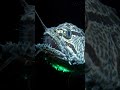 Deep ocean fish 🌊