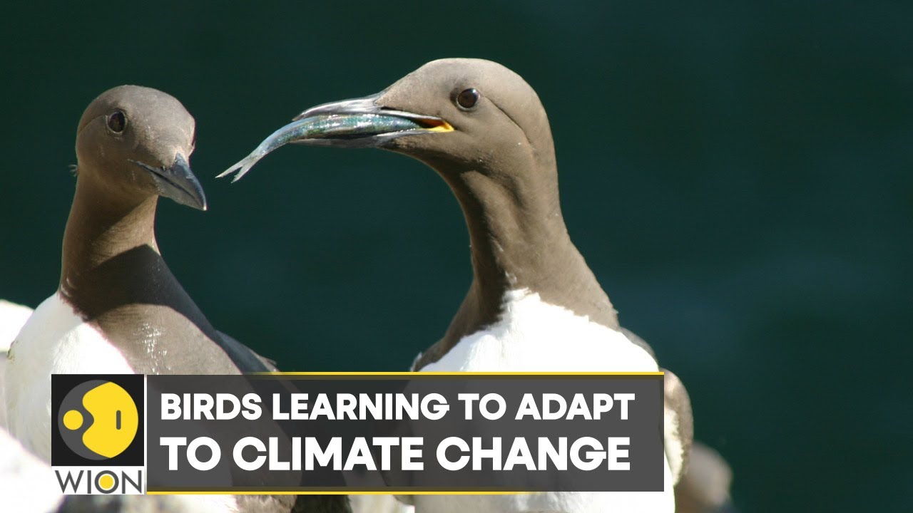 WION Climate Tracker: Birds learning to adapt to climate change | World English News | WION