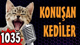 Komik Kedi Videoları - Konuşan Kediler 1035
