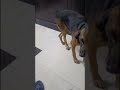 khujali Wale Baba ki Jay Ho #pawsn #trending #pawsn #trending #pets #petshub #funny