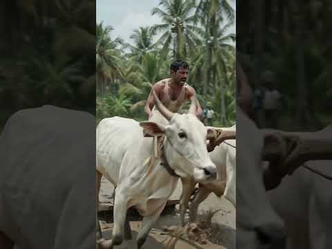 కోనసీమ ఎద్దులు #shortvideo
