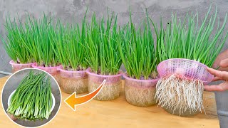 Great secret to growing onions without using soil, only plant once and harvest all year round by Terrace garden ideas 11,361 views 3 months ago 10 minutes, 5 seconds