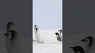 Día Mundial de Concienciación sobre los Pingüinos Enero 2026