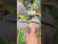 Simple air layering technique #ai#gardening #shorts