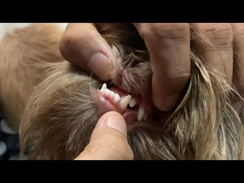 Video: Razones para una mandíbula inferior en un bulldog