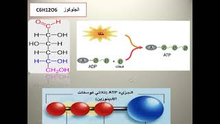 يعني إيه ATP ؟ وإيه فايدته ؟