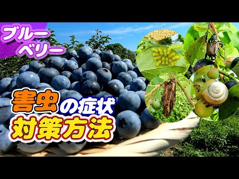 実を守る！ブルーベリー害虫対策の完全ガイド【失敗しない5つの秘訣】