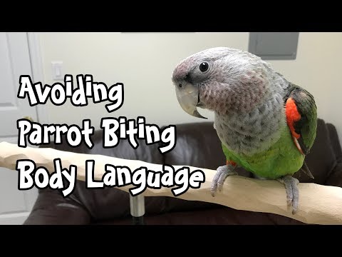 Avoid Parrot Biting - Body Language and Bite Warning Signs