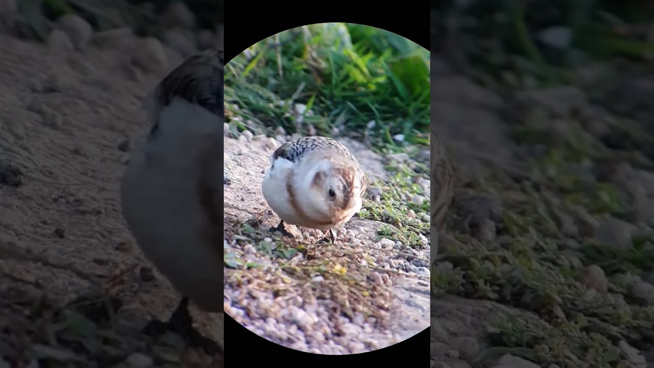 Snow Bunting 