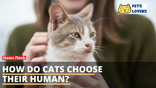 How Do CATS CHOOSE Their HUMAN? 🧍‍♀️🐈 Find Out! by Pets Lovers 21 views 2 years ago 1 minute