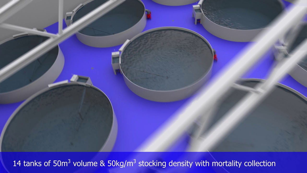 Salmon Hatchery & First Feeding Facility on RAS Norway YouTube