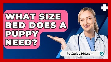 What Size Bed Does A Puppy Need? - PetGuide360.com