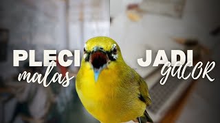 Pleci Malas Jadi Gacor dengan Terapi Efektif