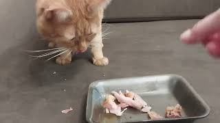 ASMR Eating: Watch How a Cat Eats Food.