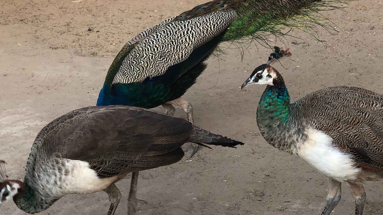 #birds #foryou #peacock #nature #lifeisbutadream 
