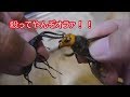 【闘虫】帰ってきたスズメバチバトル【vsノコギリクワガタ】