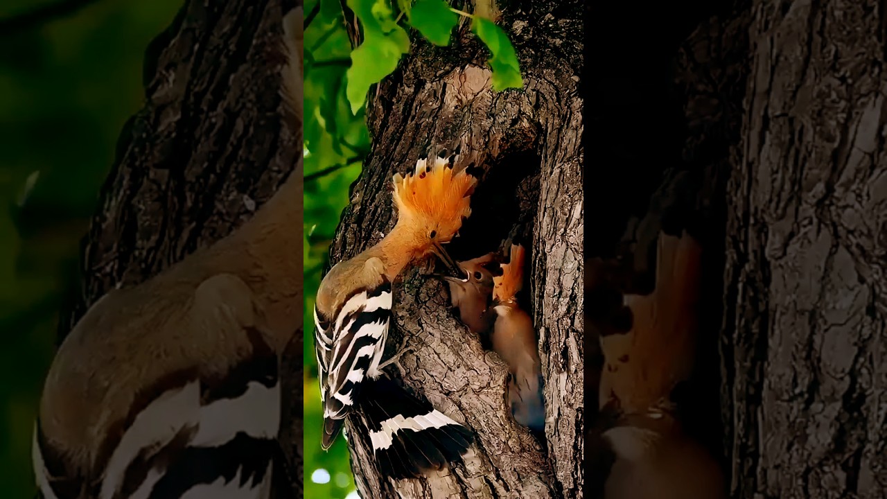 hoopoe bird feeding their babies hoopoe❤️ birds with soothing sound 