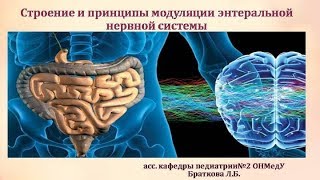 Строение и принципы модуляции энтеральной нервной системы. Браткова Л.Б.