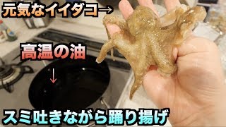 究極の味生きたイイダコをそのまま揚げたら物凄いダンスが始まった