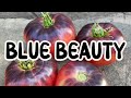 Tomates blue beauty un guide pour la culture la taille le paillage la rcolte et lexamen