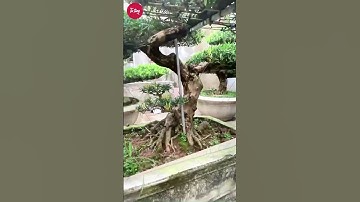 Đặt tùng la hán trong nhà rất tốt #tùnglahán #bonsai