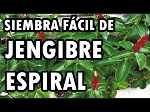 Video: Tallos Espirales De Costus