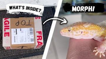 UNBOXING MY FIRST EVER MORPH LEOPARD GECKO!