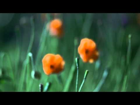 دلع سما المصري