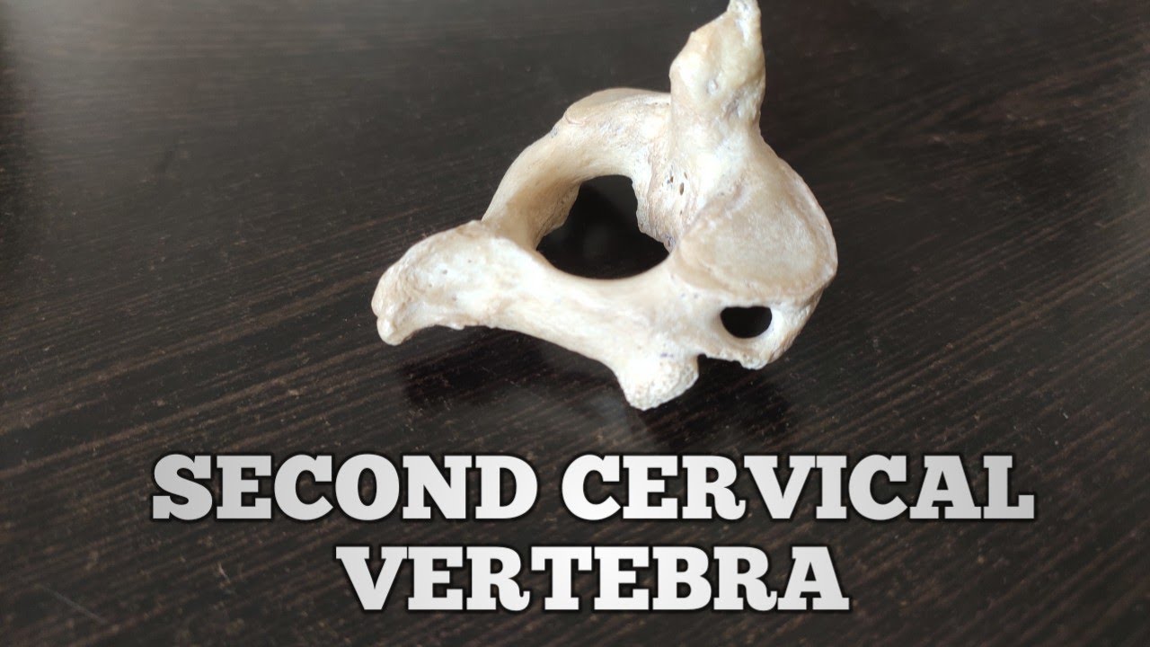 SECOND CERVICAL VERTEBRAE - the axis