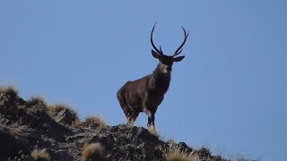 2020 A Roar like no other: Hunting the Roaring Red Stags of Marlborough NZ Pre COVID-19 Lockdown