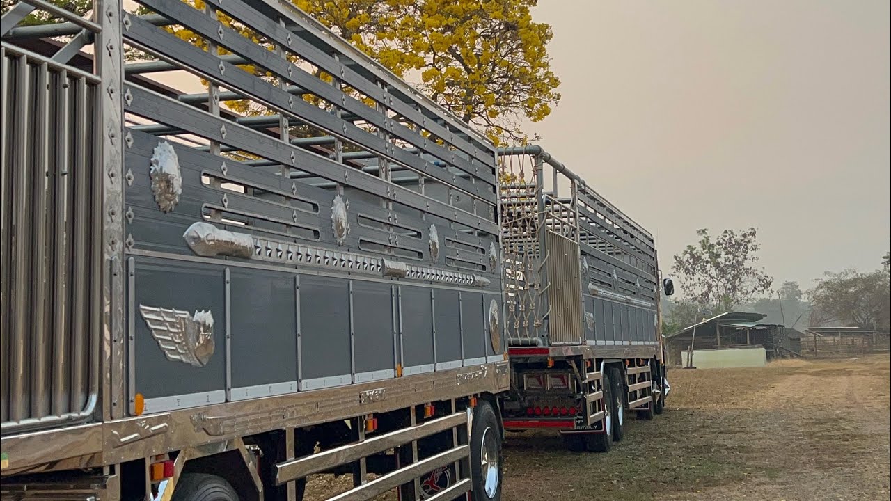 ราคาวัวตลาดนัดภูทองพะเยา (02/03/69) #ราคาวัววันนี้ 