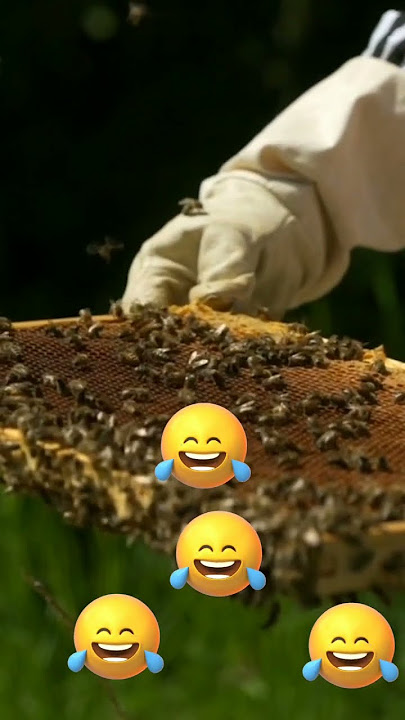 cerita lucu kh,zainudin mz//santri ternak lebah