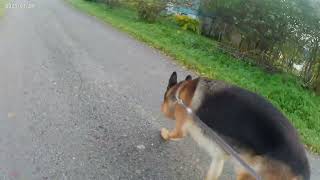 German shepherd on walk part 2. Eros på tur.20.10.2025. Another one of you tubes most boring video