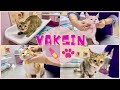 KUCING PUN ADA VACCINE!