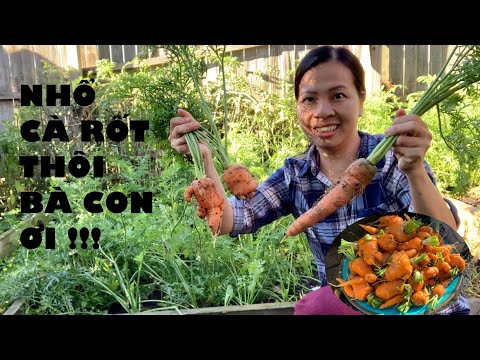 Video Nhổ cà rốt 