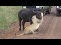 Lion killing Cape Buffalo