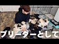 【犬7頭と暮らすおっさん】ブリーダーとして自身の理想を実現する!!【DIY】