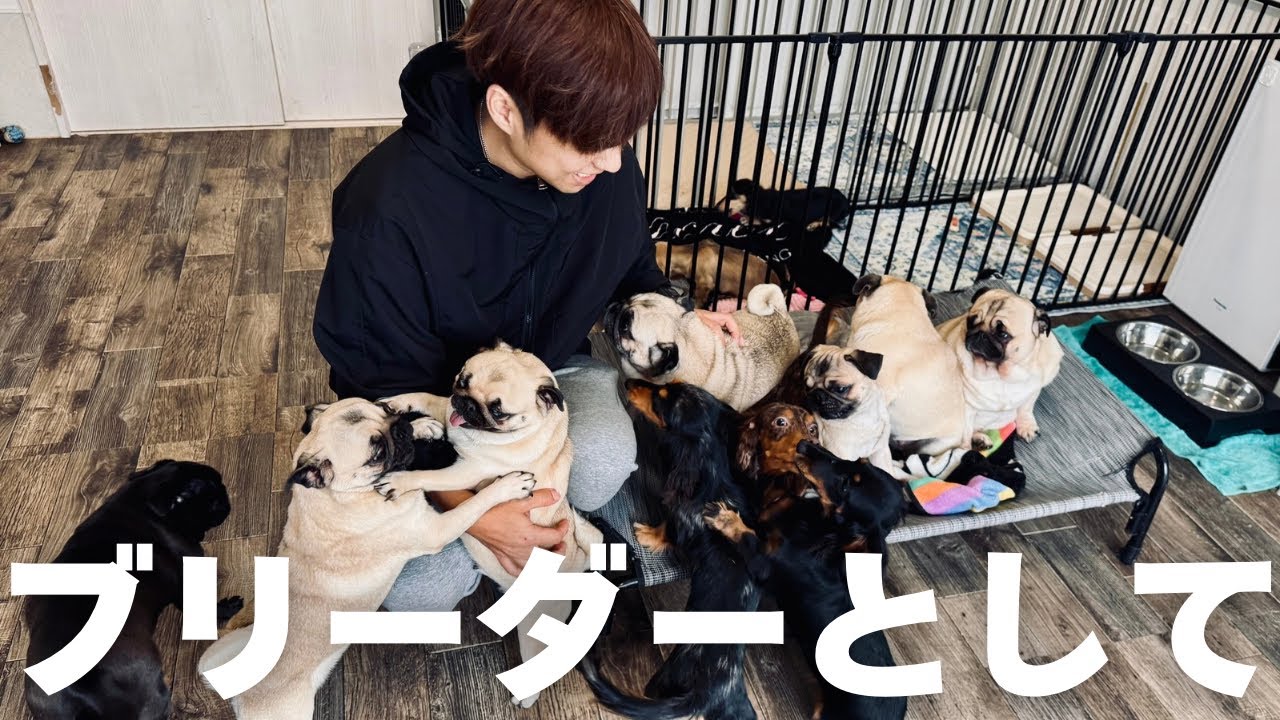 【犬7頭と暮らすおっさん】ブリーダーとして自身の理想を実現する!!【DIY】