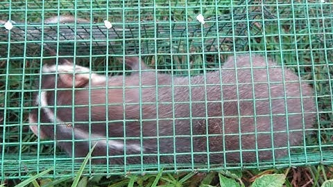 Bẫy rắn và cái kết không ngờ... (Civet cheeked in Snake trap)