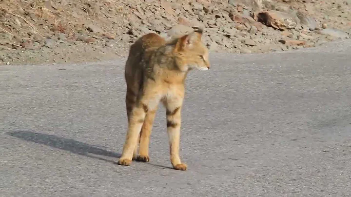 Jungle Cat vs Yellow-throated Martens rare video - DayDayNews