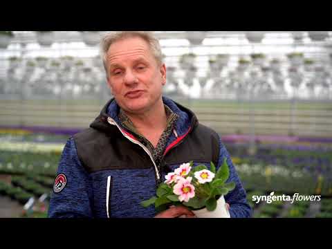 Video: Sådan Plantes En Primula