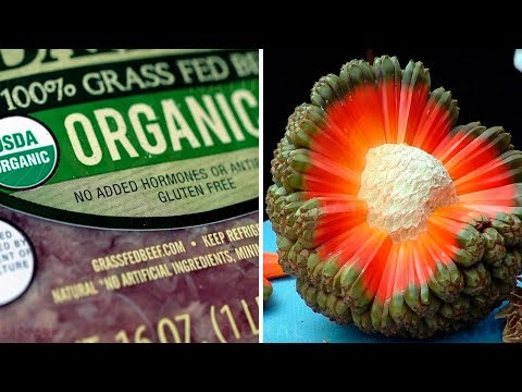 Is Organic Really Better? Myth or Not?